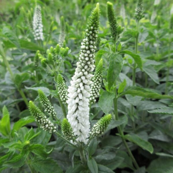 Veronica longifolia 'First Lady'