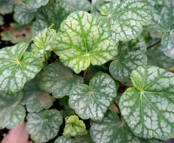 Heuchera americana 'Dales strain'