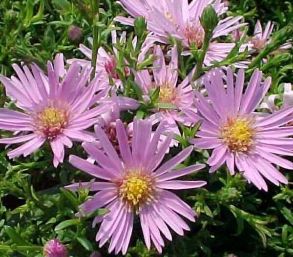 Aster novi–belgii ‘Peter Harrison’