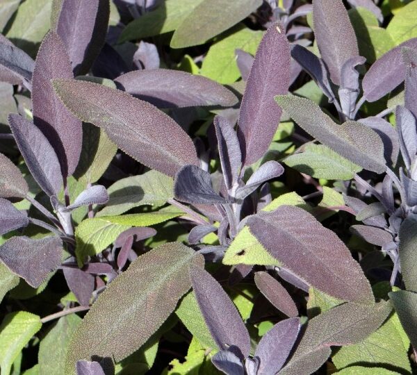 Salvia officinalis 'Purpurascens'