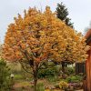 Acer pseudoplatanus 'Brilliantissimum' - C15L-KM180 OK 6-8
