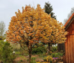Acer pseudoplatanus 'Brilliantissimum'