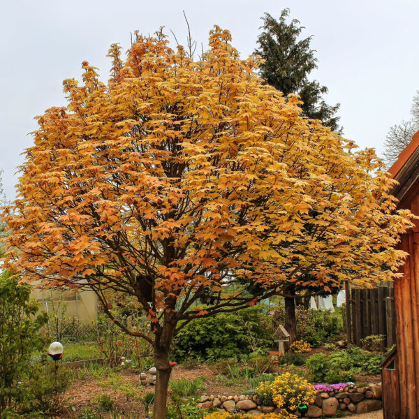 Acer pseudoplatanus 'Brilliantissimum'