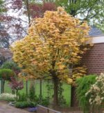 Acer pseudoplatanus 'Brilliantissimum' - Image 2