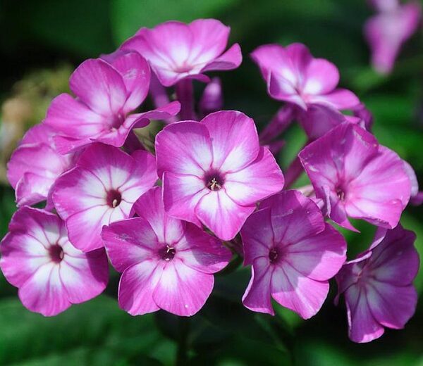 Phlox paniculata 'Early Purple Eye'