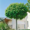 Acer platanoides 'Globosum' - Kontejner 20 l, v. kmínku 220 cm