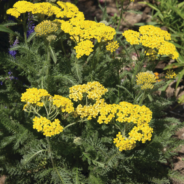 Achillea tomentosa ‘Aurea’