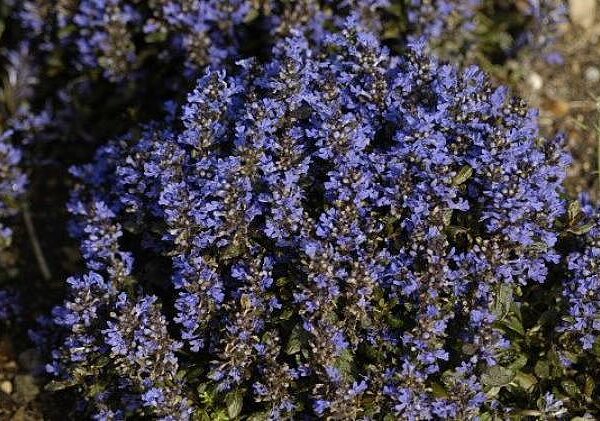 Ajuga pyramidalis ‘Metallica Crispa’
