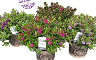 Hebe addenda 'All Blooms Solidos' - All Blooms Solido 23cm 2