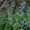 Brunnera macrophylla - Kontejner, pr. 11 cm