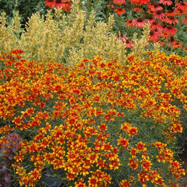 Coreopsis ‘Lightning Bug’ - Coreopsis Lightning Bug 4