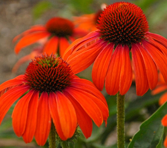 Echinacea ‘Julia’
