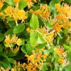 Lonicera henryi - C2,5L-vyvaz.