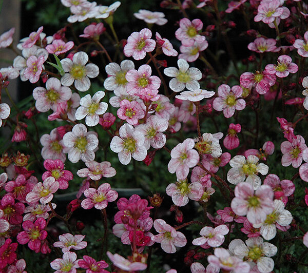 Saxifraga arendsii Highlander 'Rose'