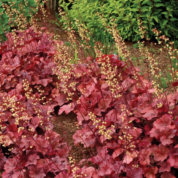 Heuchera 'Root Beer' - Heuchera Root Beer 5