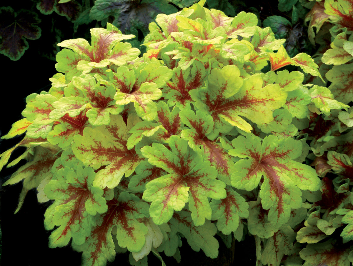 Heucherella 'Mojito' - Image 1