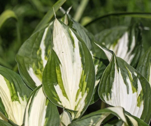 Hosta hybrida 'Fire and Ice'