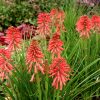 Kniphofia uvaria 'Poco Red' - K2l