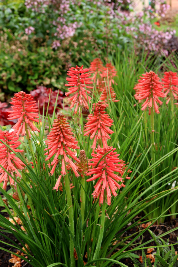 Kniphofia uvaria 'Poco Red' - Kniphofia Poco Red 11