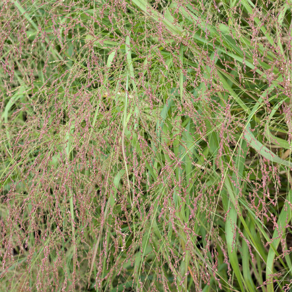 Deschampsia cespitosa