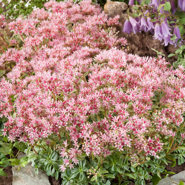 Sedum spurium