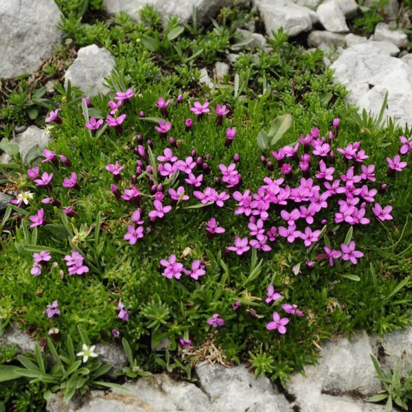 Silene acaulis