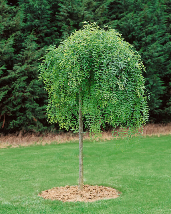 Sophora japonica 'Pendula' - Sophora japonica pendula