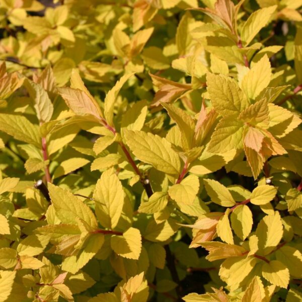 SPIRAEA JAPONICA 'Golden Princess', 20–30