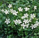 Vinca minor 'Gertrude Jekyll', P 9