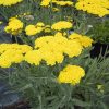 Achillea millefolium 'Moonshine' - Květináč, průměr 11 cm