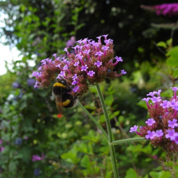 Verbena bonariensis