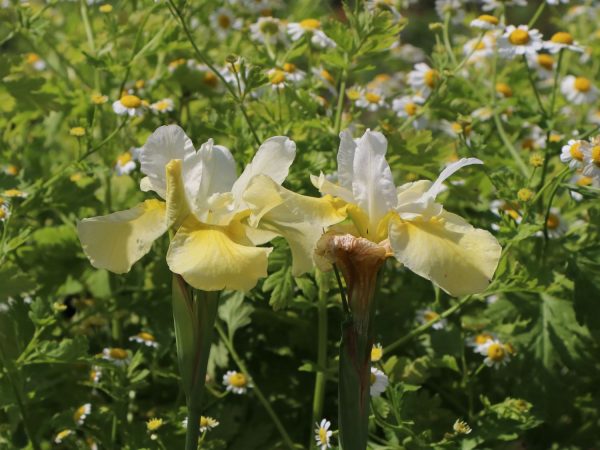 Iris sibirica 'Butter and Sugar' - bartlose schwertlilie butter and sugar m044842 w 1