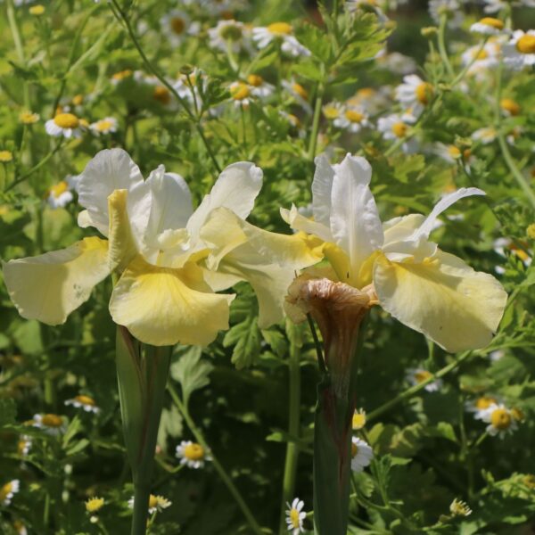 Iris sibirica 'Butter and Sugar'