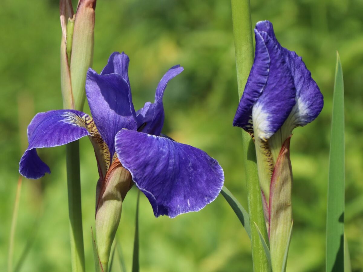 Iris sibirica 'Silver Edge' - Image 1