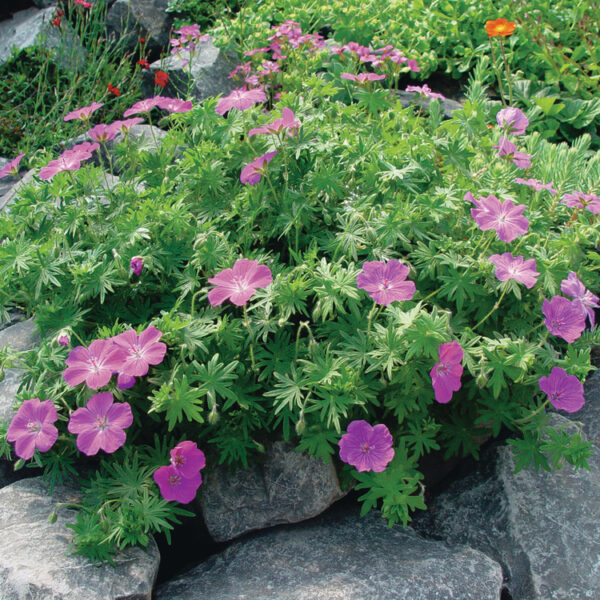 Geranium sanquineum 'Vision Violet'