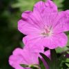Geranium sanguineum 'Tiny Monster' - Kontejner 1,5 l, v. 10-15 cm