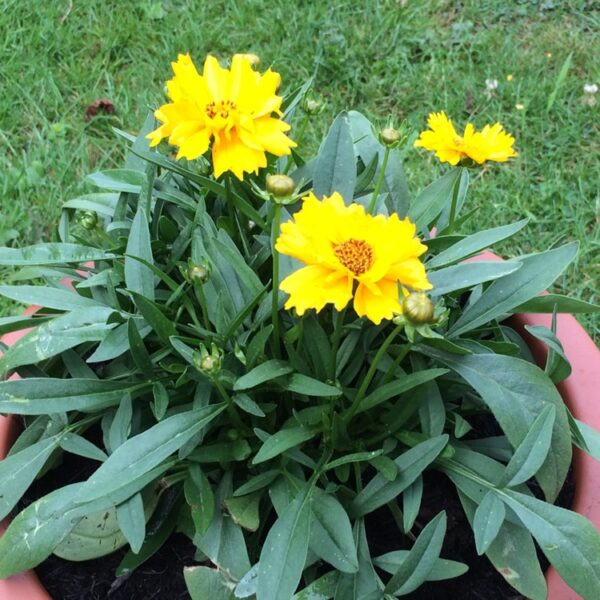 Coreopsis grandiflora ‘Illico’