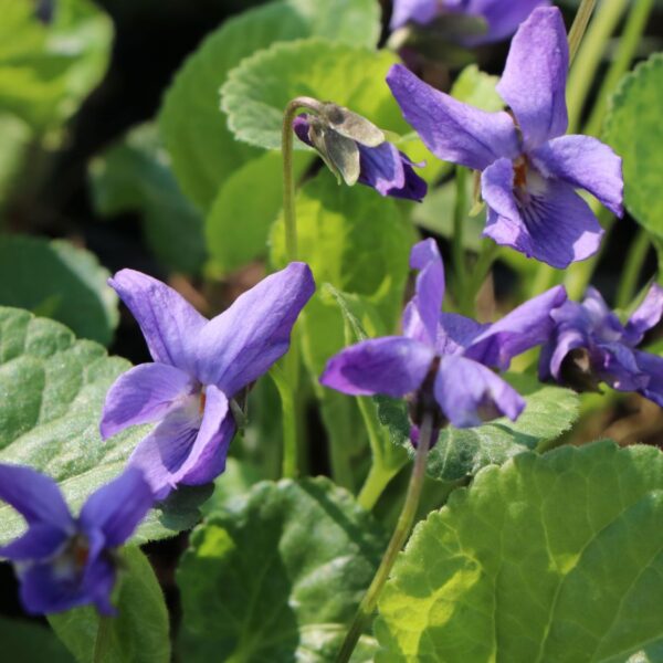 Viola odorata 'Königin Charlotte'