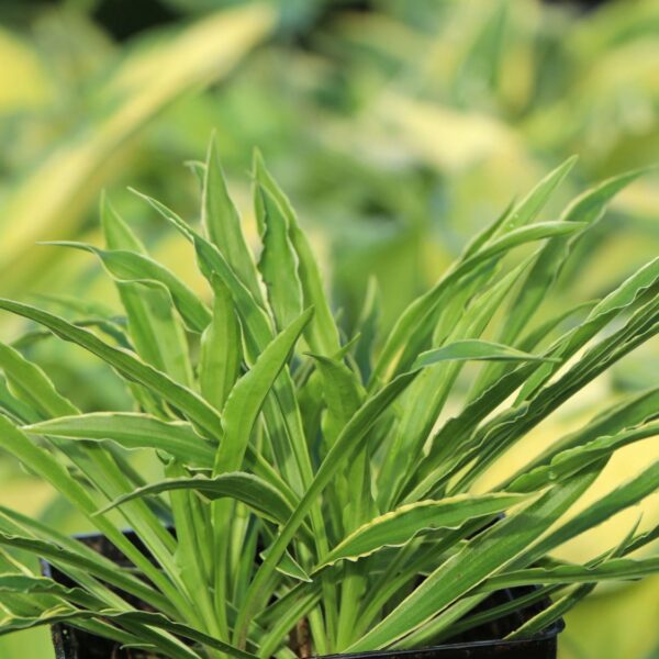 Hosta 'Stilletto'