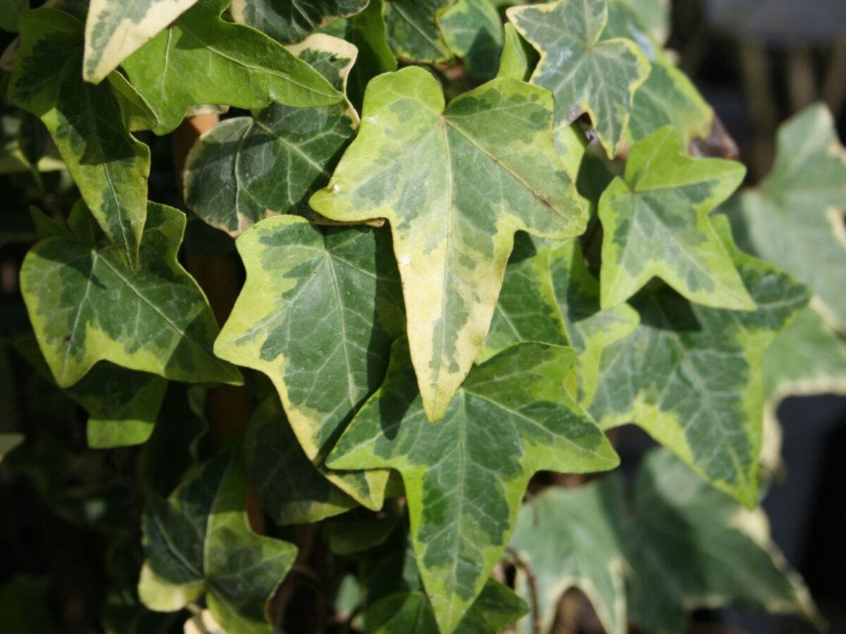 Hedera helix 'Goldchild' - Image 1