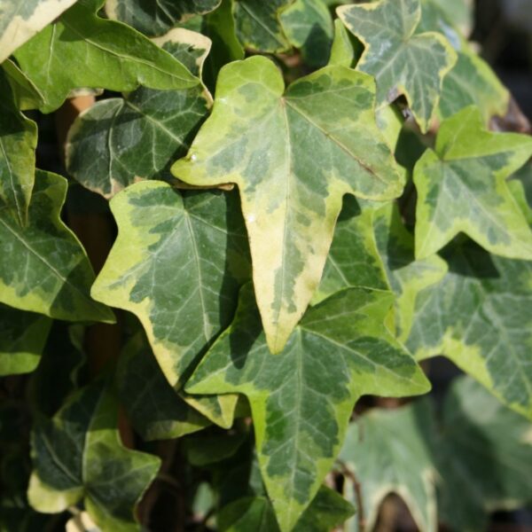 Hedera helix 'Goldchild'
