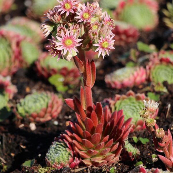Sempervivum ‘Hey–Hey'