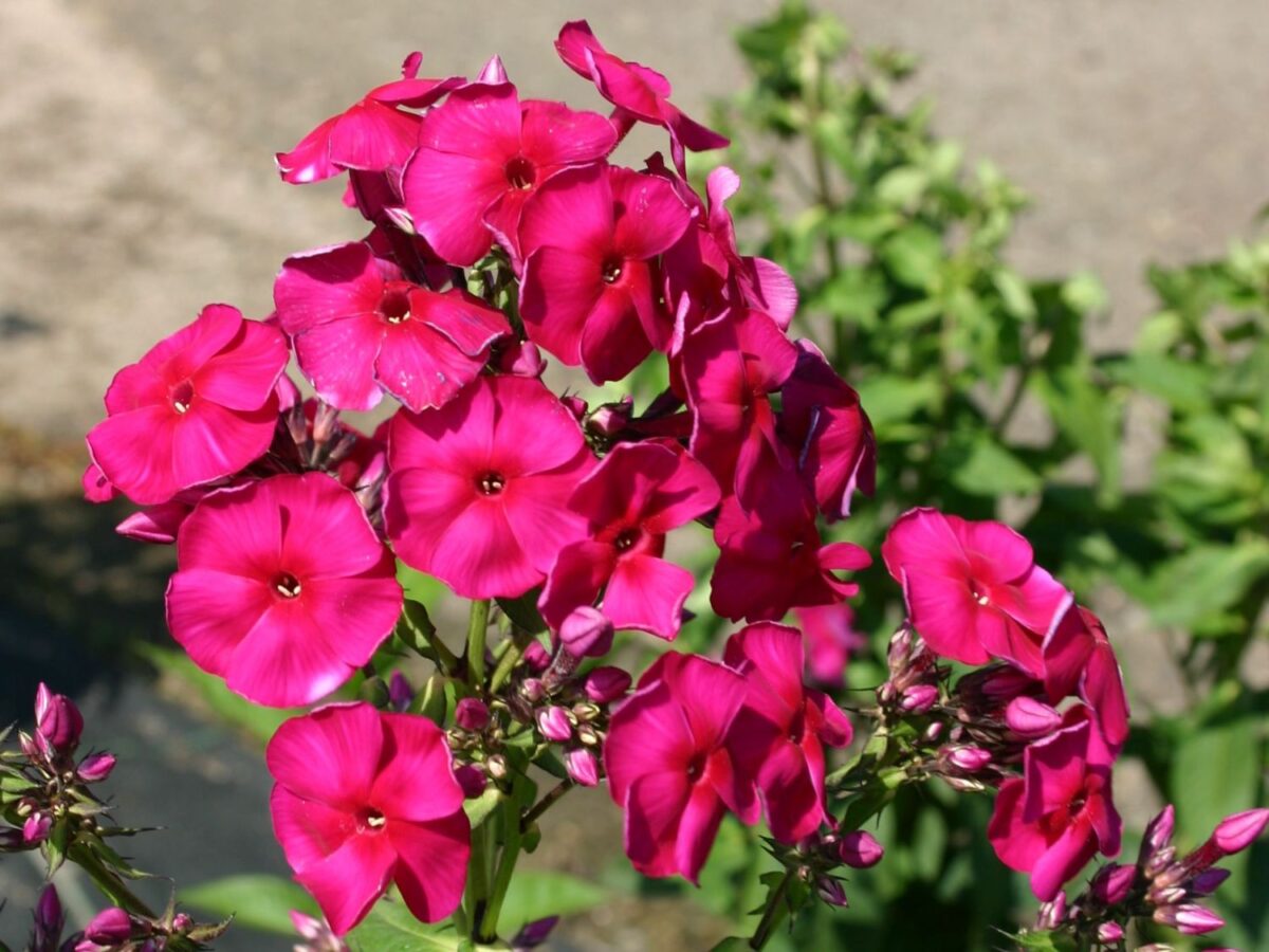Phlox paniculata ‘Starfire’ - Image 1