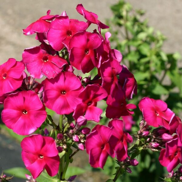 Phlox paniculata ‘Starfire’