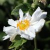 Anemone japonica 'Whirlwind' - Květináč, pr. 11 cm
