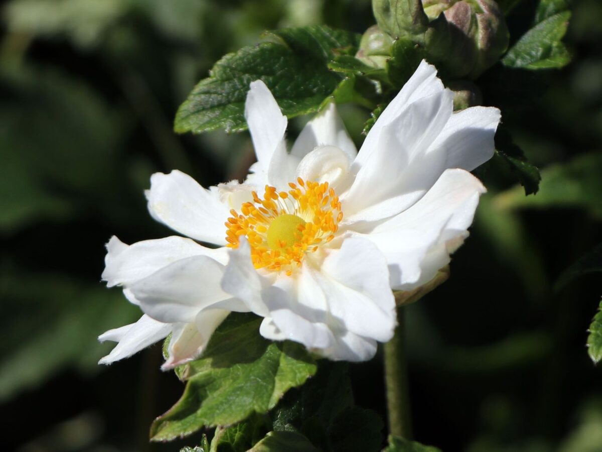 Anemone japonica 'Whirlwind' - Image 1
