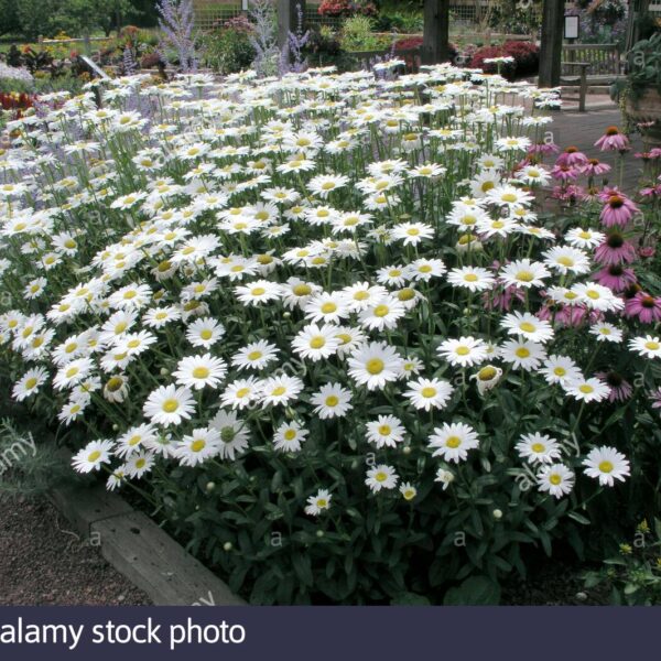Leucanthemum × superbum ‘Becky’