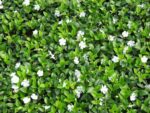 Vinca minor 'Gertrude Jekyll', P 9 - Image 2