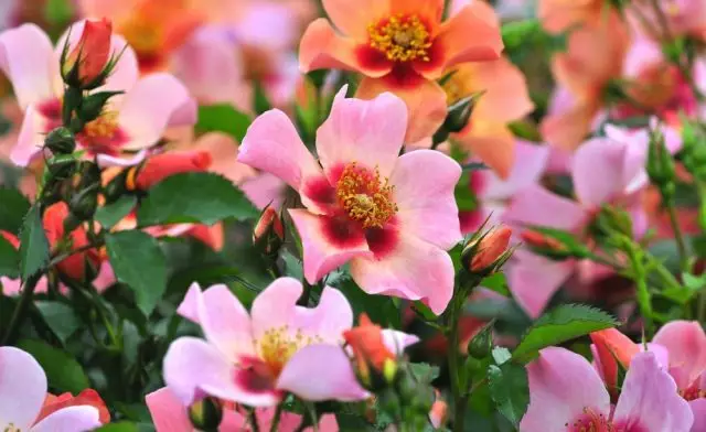 Rosa persica: divoká kráska Orientu, která si vás získá, taková je perská růže - perská růže 3