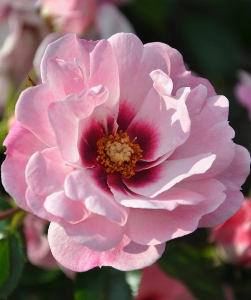 Perská růže: divoká orientální kráska, která se stane chloubou vaší zahradní architektury a propůjčí jí nádech Orientu - perská růže hlavní foto